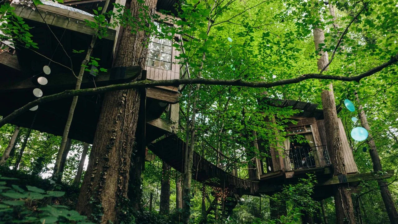 Georgia Tree Company’s Professional Tree Service in Atlanta – Expert Care for Your Trees