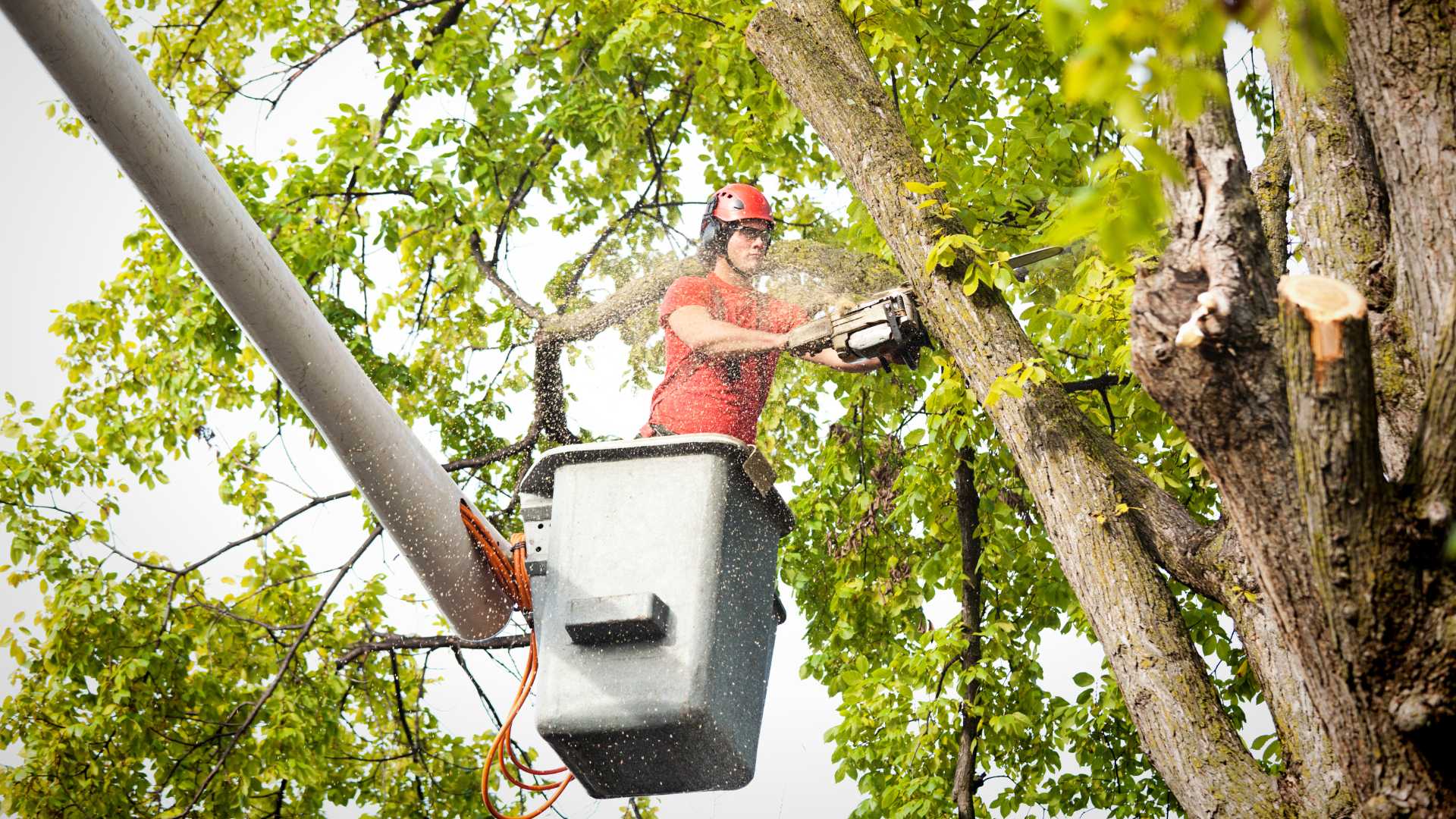 How Tree Chipping Services Work: A Comprehensive Guide