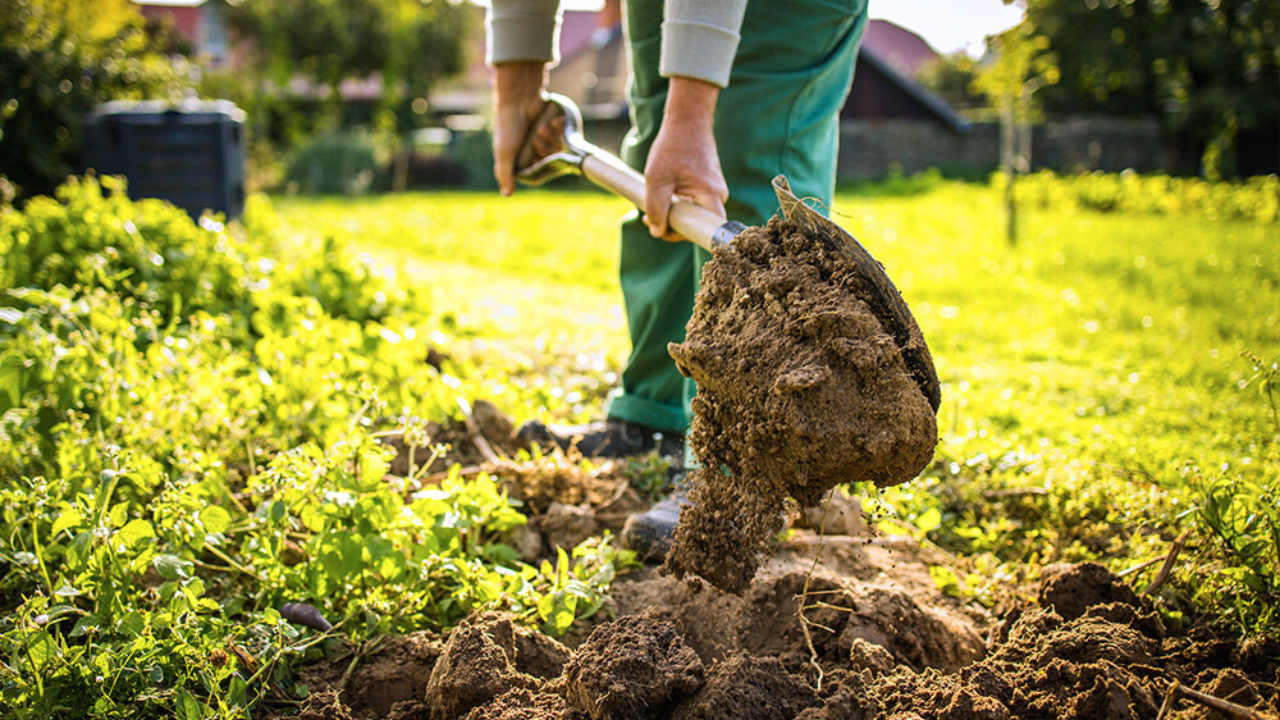 Soil Solarization for Weed Control: Harnessing the Sun for a Healthier Garden