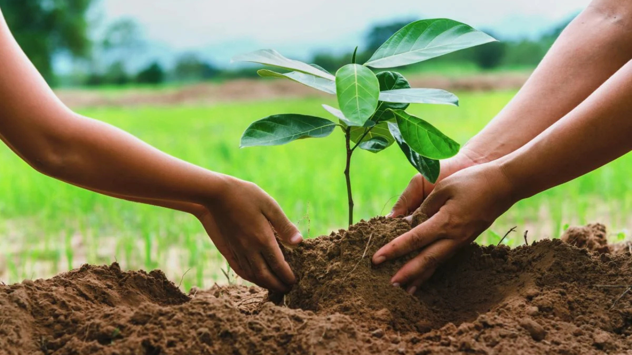 How to Grow a Tree in a Windy Area: A Complete Guide