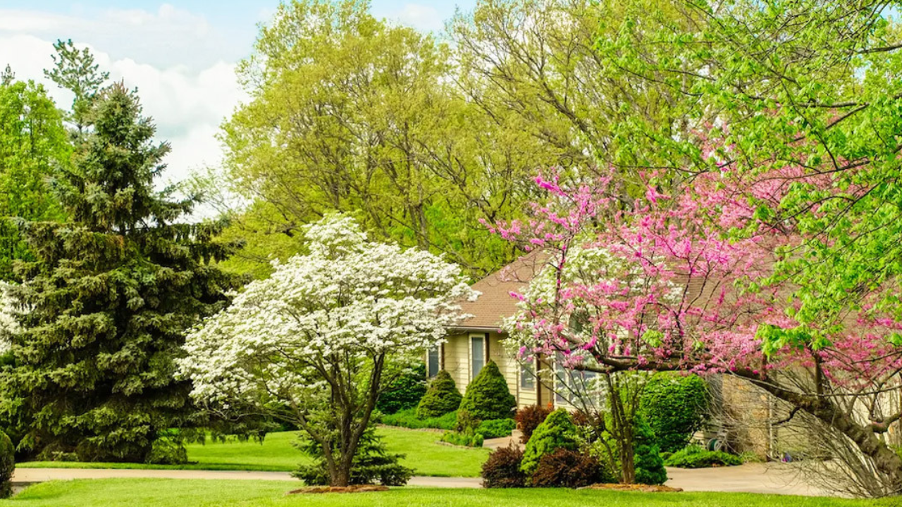 Can You Plant a Tree Where One Was Recently Removed?
