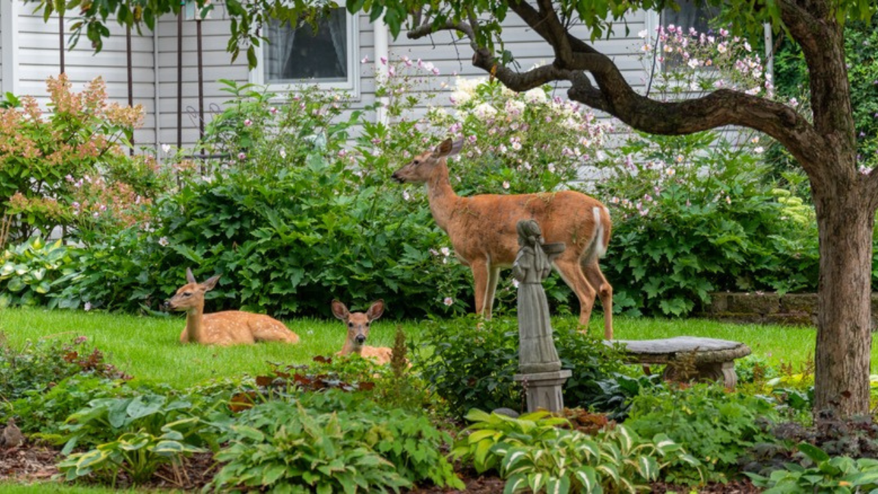 30 Ground Covers Deer Won’t Eat: A Complete List for a Deer-Resistant Garden