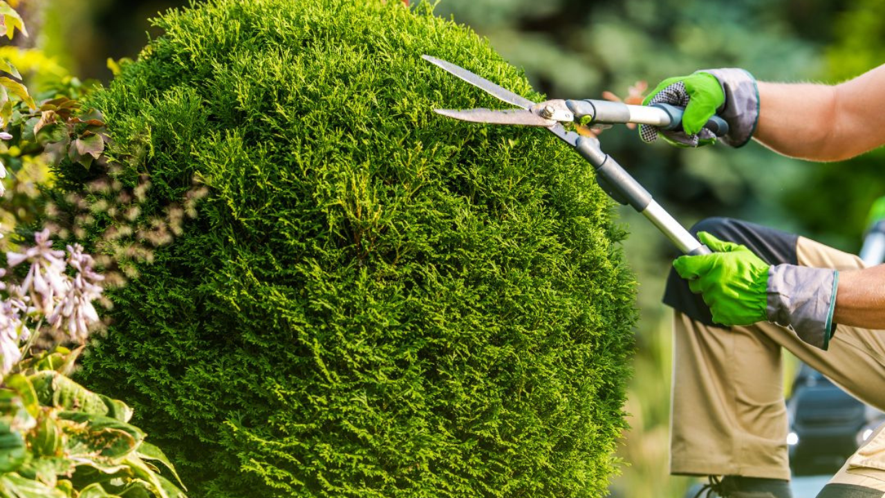 Tree Trimming Safety Guidelines: What You Need to Know
