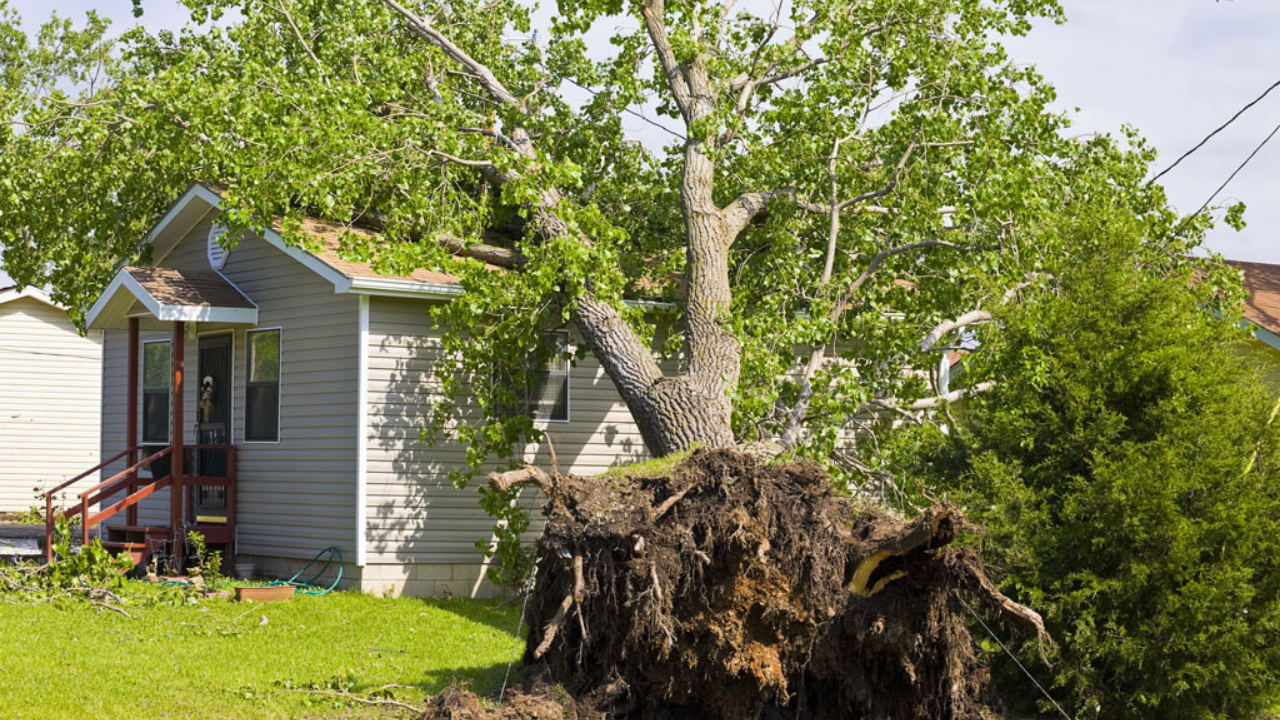 Is Your Tree Leaning? Here’s What Duluth, GA, Homeowners Should KnowHow Tree Chipping Services Work