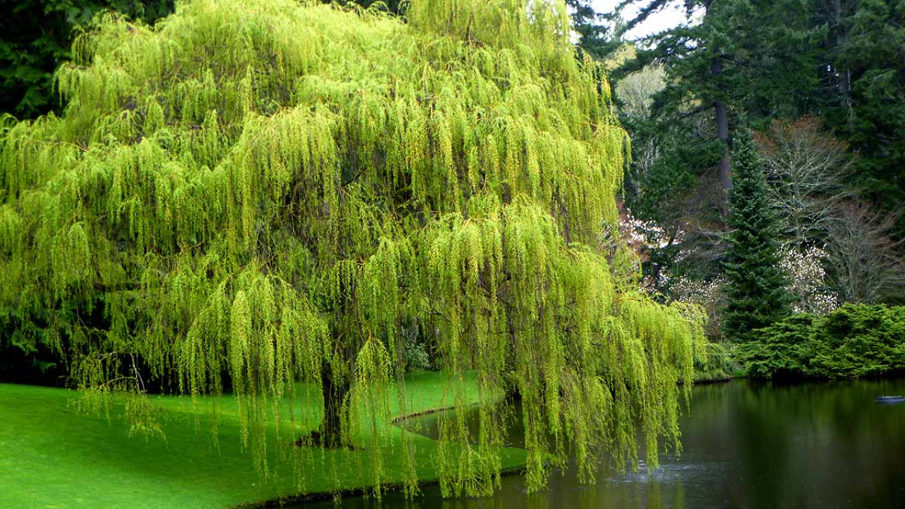Tree Trimming & Pruning in Alpharetta, GA: A Comprehensive Guide