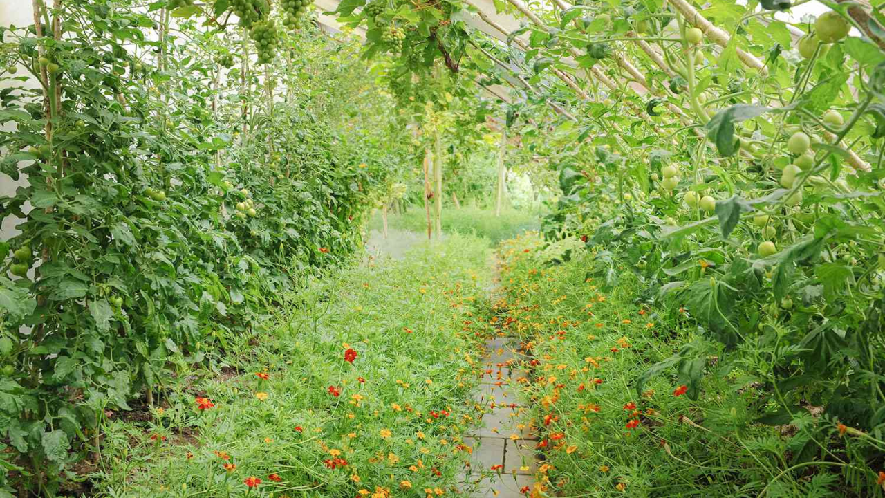 How to Grow a Food Forest for Free and Cheap: A Comprehensive Guide Inspired by Ashley’s Insights