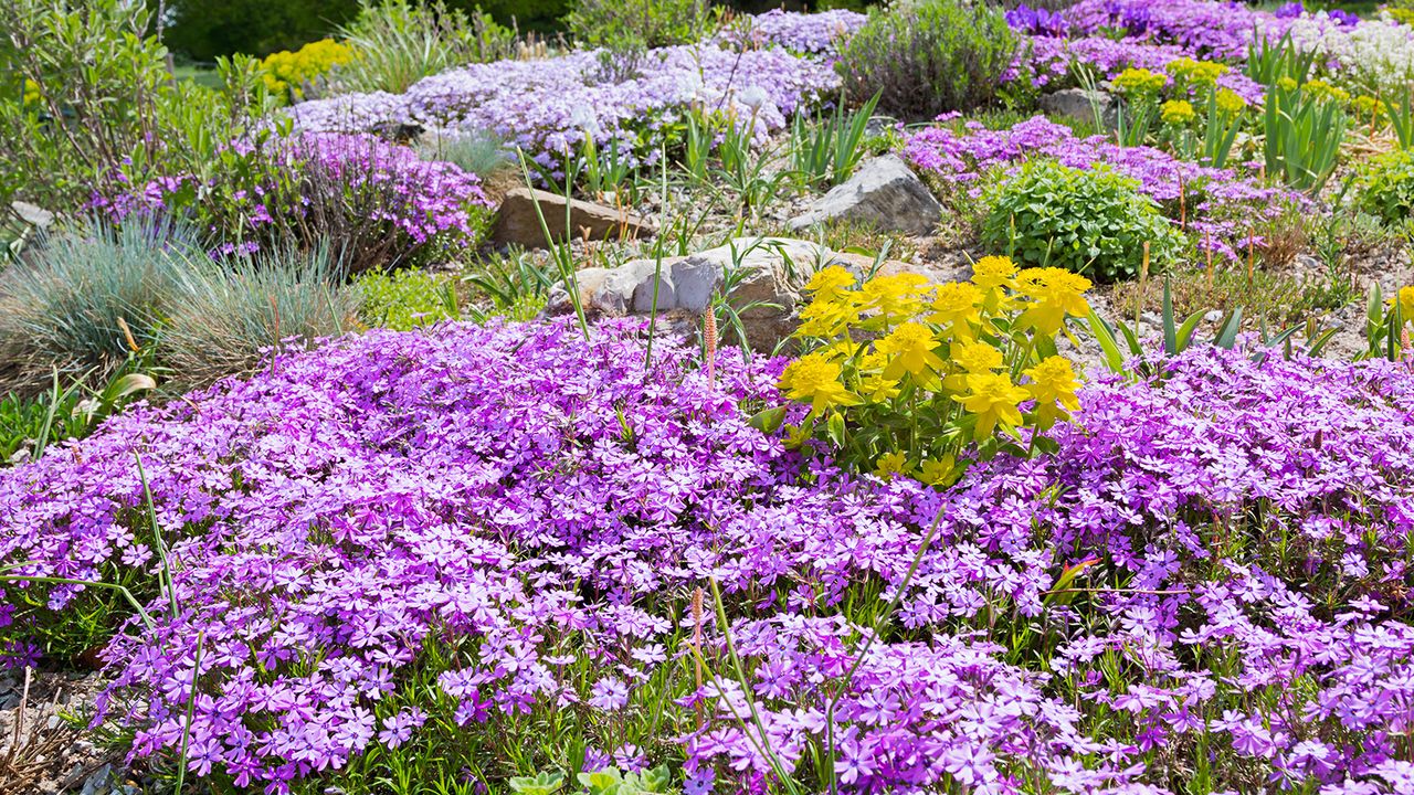 15 Easiest Ground Covers that Thrive in Shade: A Comprehensive Guide
