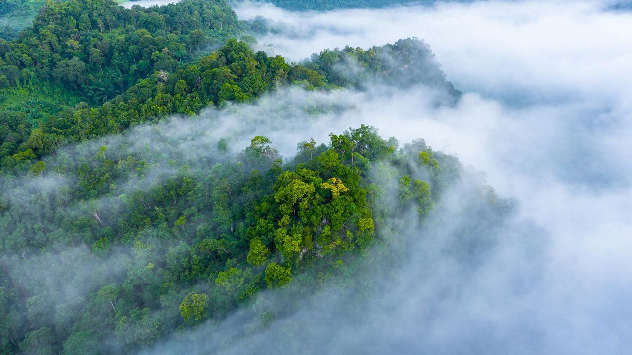 Alternatives to Tree Removal: Sustainable Solutions for a Greener Future