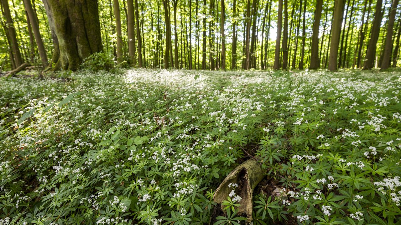 10 Best Flowering Ground Covers for Full Shade: A Comprehensive Guide
